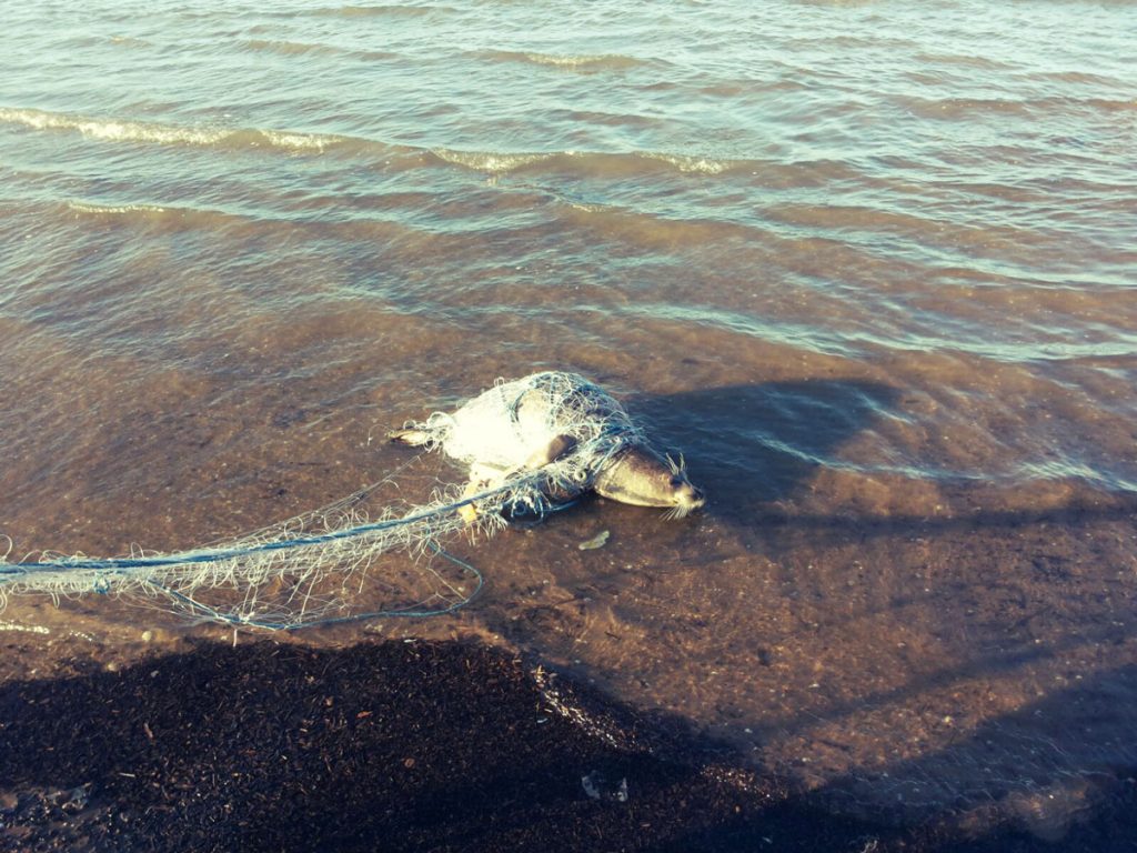 The Caspian seal entangled in fishing net. The Caspian Sea, Iran.