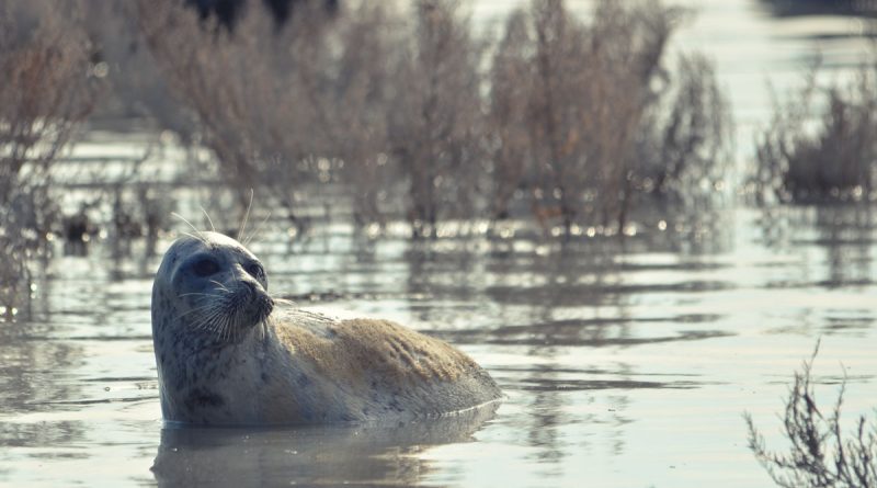 The Caspian Seal, Kazakhstan