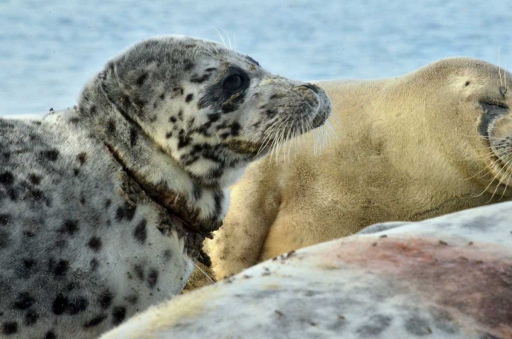 Пострадавшие от рыбацких сетей каспийские тюлени. Залив Кендирли, Казахстан, 2017 г.