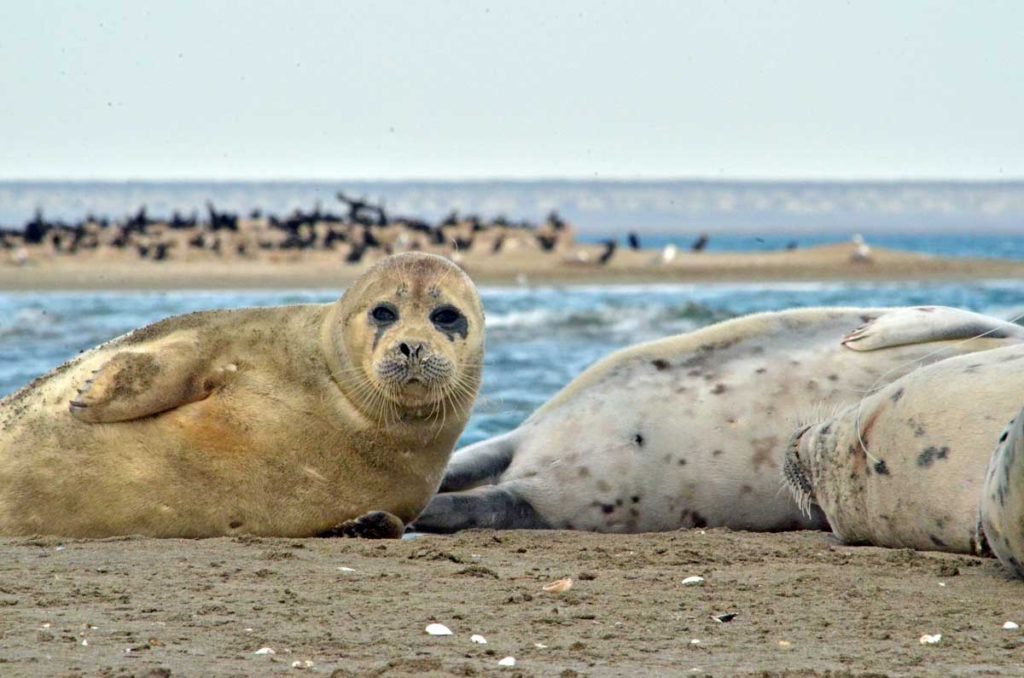 The Caspian seals. The Caspian Sea, the Kendirli Bay. Kazakhstan, 2017.