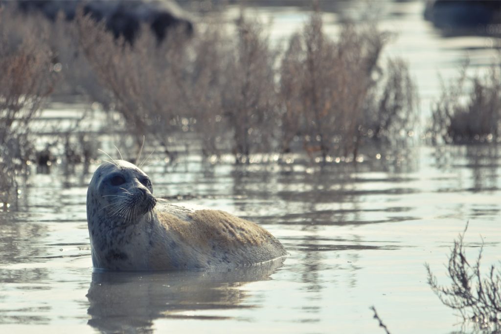 The Caspian seal. The Caspian Sea, the Komsomolets Bay. Kazakhstan, 2016.
