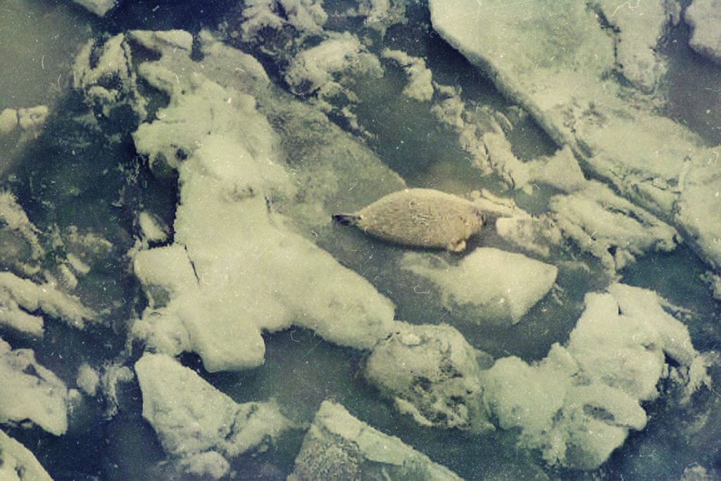 The Caspian seal pup. The Caspian Sea, Russia.