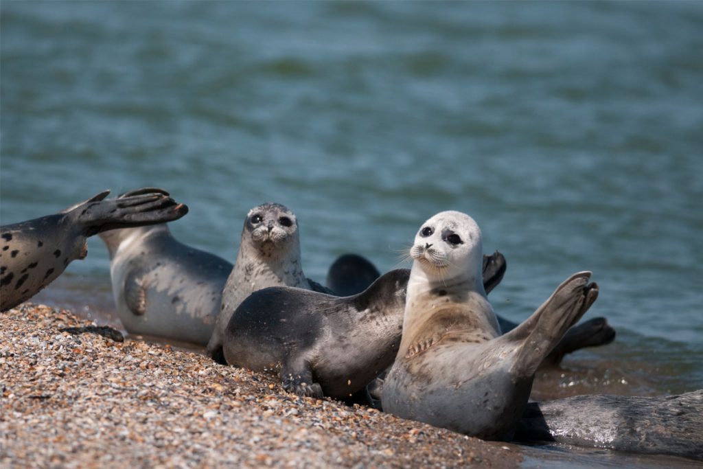 The Caspian seals. Maliy Zhemchuzhniy Island, the Caspian Sea.