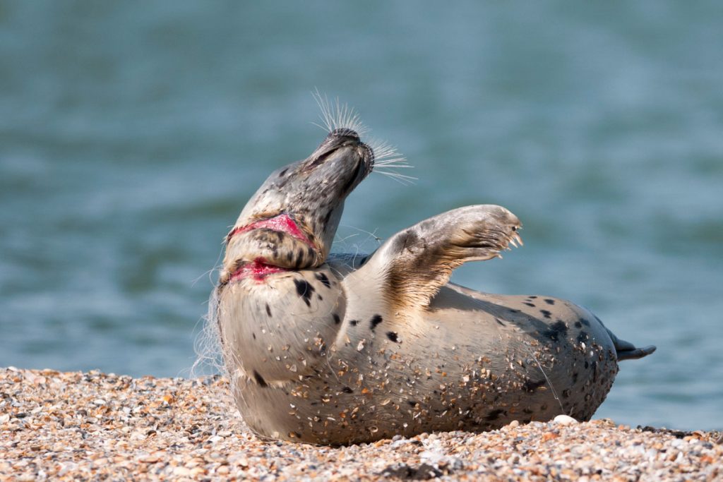 The Caspian seal, injured with fishing gear. Maliy Zhemchuzhniy Island, the Caspian Sea.