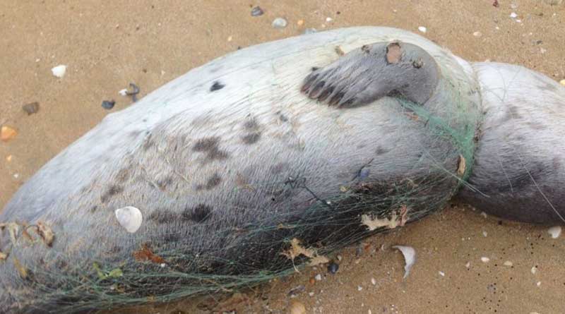 A dead Caspian seal. Kazakhstan. Photo by Mangistau Environmental Prosecutor's Office