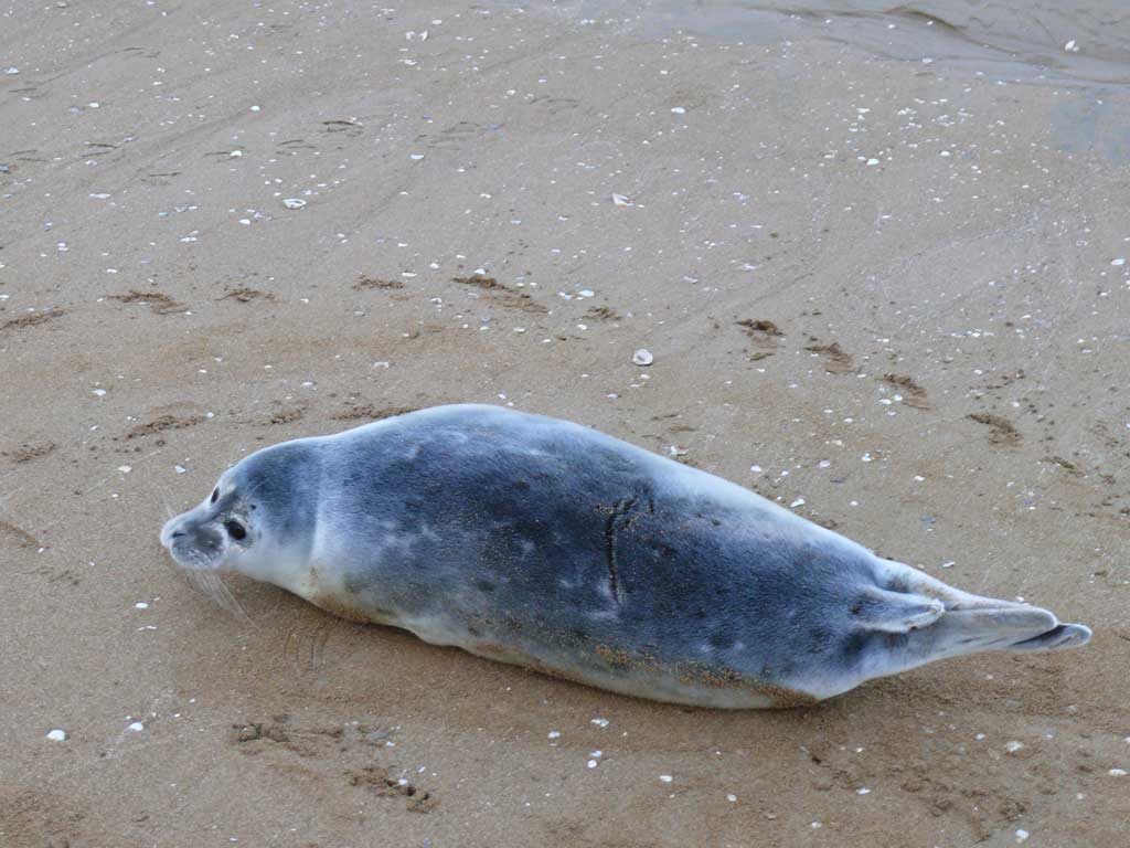 The Caspian seal injured with fishing gear. Ogurchinskiy Island, Turkmenistan, April – May, 2007-2008.