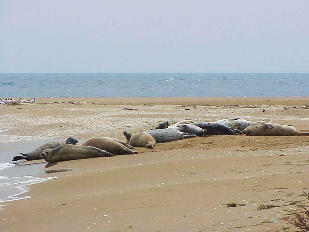 The Caspian seals. Ogurchinskiy Island, Turkmenistan, April – May, 2007-2008.