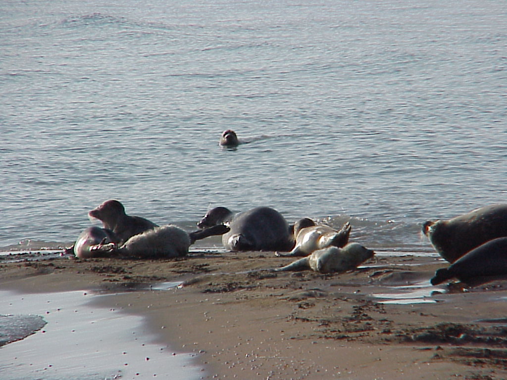 Caspian seals with their pups. The last whelping on Ogurchinskiy Island, Turkmenistan, February 7-15, 2002.