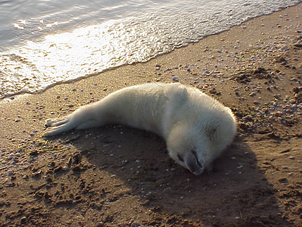 A white pup of the Caspian seal. The last whelping on February 7-15, 2002.