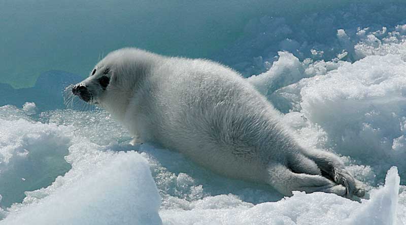 Белёк - детёныш каспийского тюленя. Северный Каспий