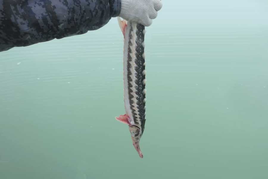 Employees from Buzachinsk Inspectorate Department released sturgeons.