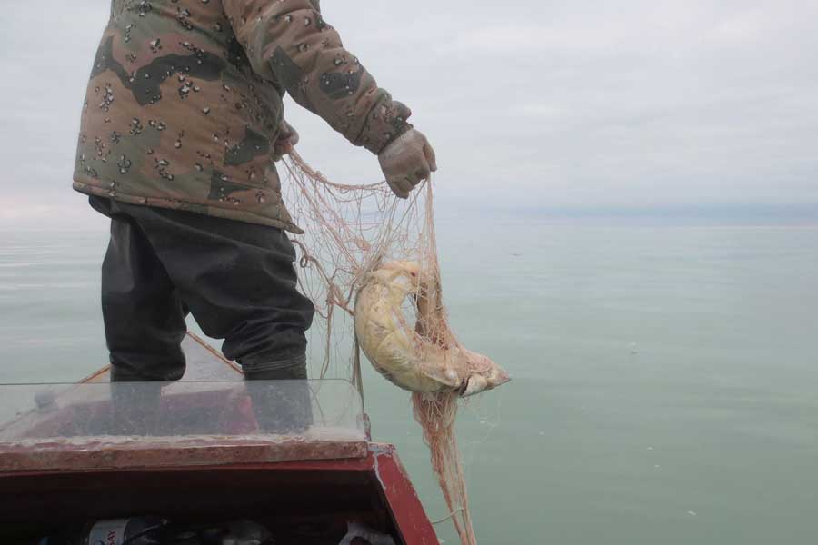 Employees from Buzachinsk Inspectorate Department released sturgeons.