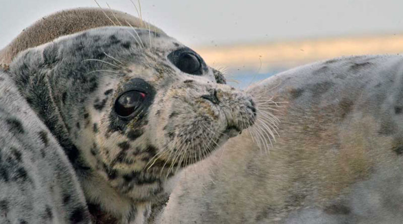 The Caspian seal with traces of fishing nets on an island near the Kendirli Spit.
