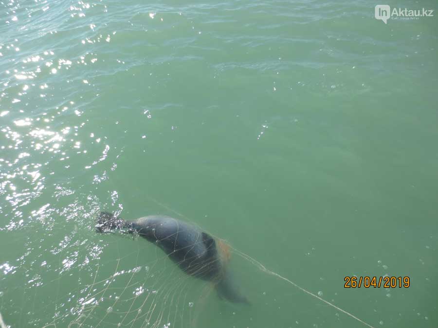 The Caspian seal died in poaching nets.