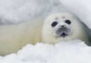 Из жизни каспийского тюленя