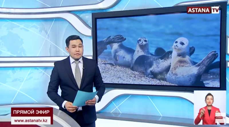A nature reserve for the Caspian seal