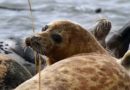 A method for accounting and identifying the linear sizes of Caspian seals