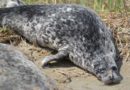 On determining the age of Caspian seals (Pusa caspica)