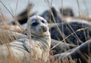 About prospects for the development of counting, tagging of the Caspian seal
