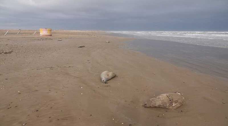 Dead seals on the Dagestan coast of the Caspian Sea, December 2020.
