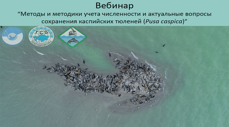 II Международный вебинар «Методы и методики учета численности и актуальные вопросы сохранения популяции каспийского тюленя (Pusa сaspica)».