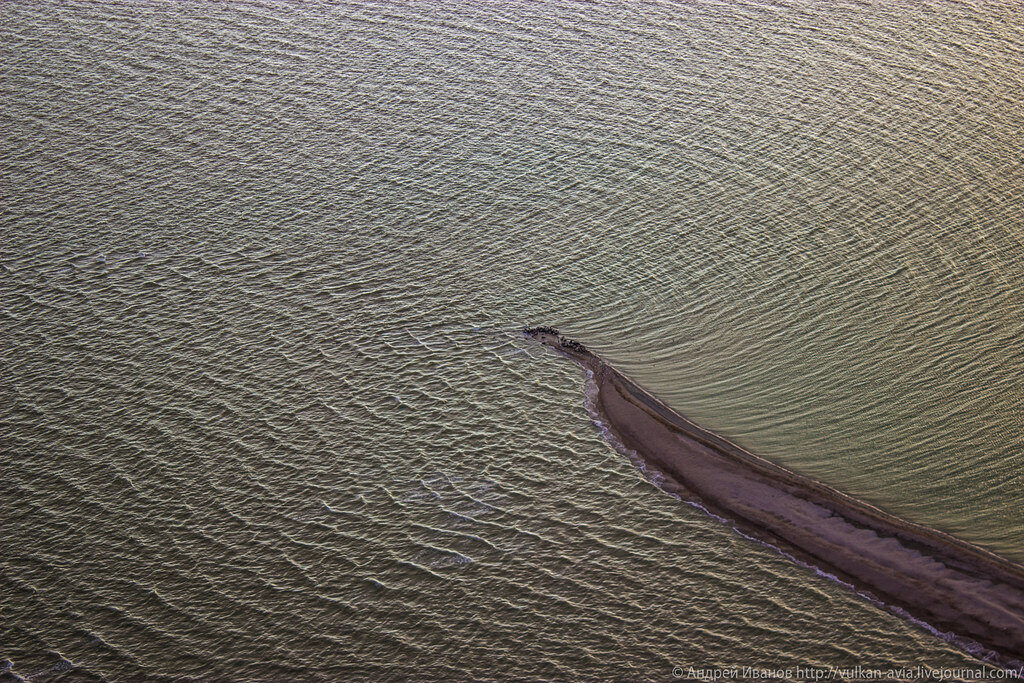 Залежка каспийских тюленей на острове Малый Жемчужный. Фотография А.Д. Иванова.