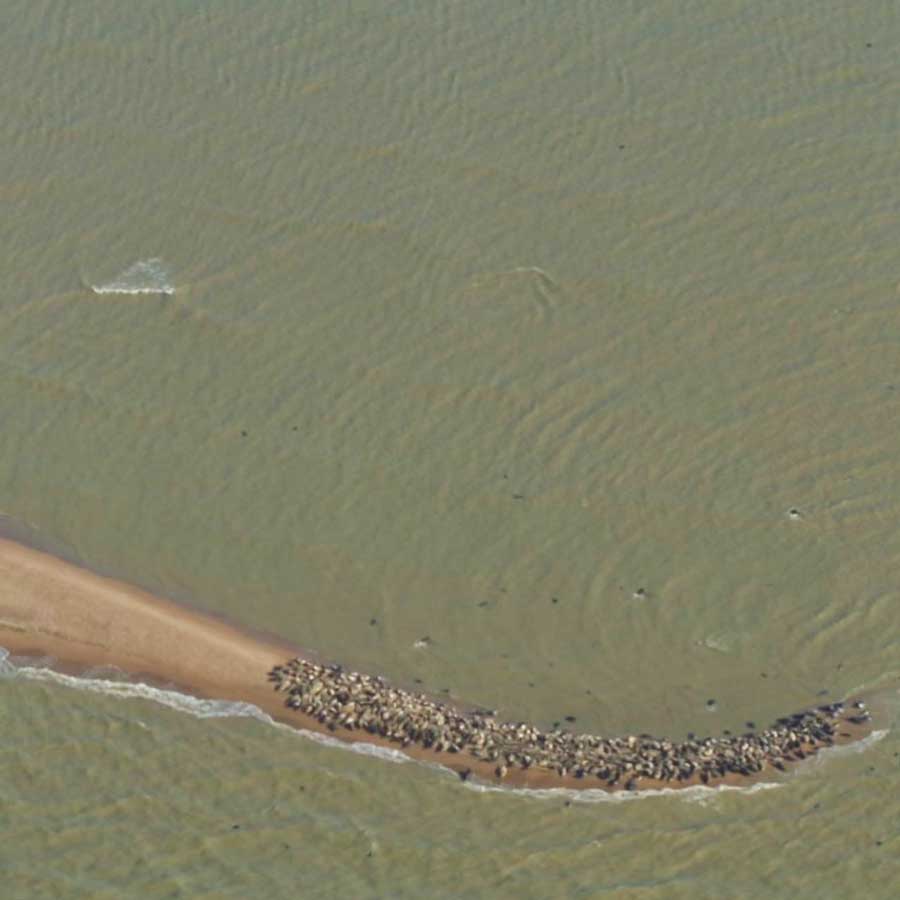 A haul-out site of Caspian seals on Maliy Zhemchuzhniy Island. Photo by Clean Seas Foundation.