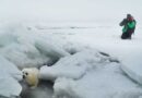 Местам обитания каспийских тюленей присвоен статус ЗММА