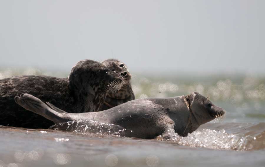 Caspian seals injured by fishing nets. Maliy Zhemchuzhniy Island, Russia, 2012. Photo by V. Slodkevich and M. Khrisanova.