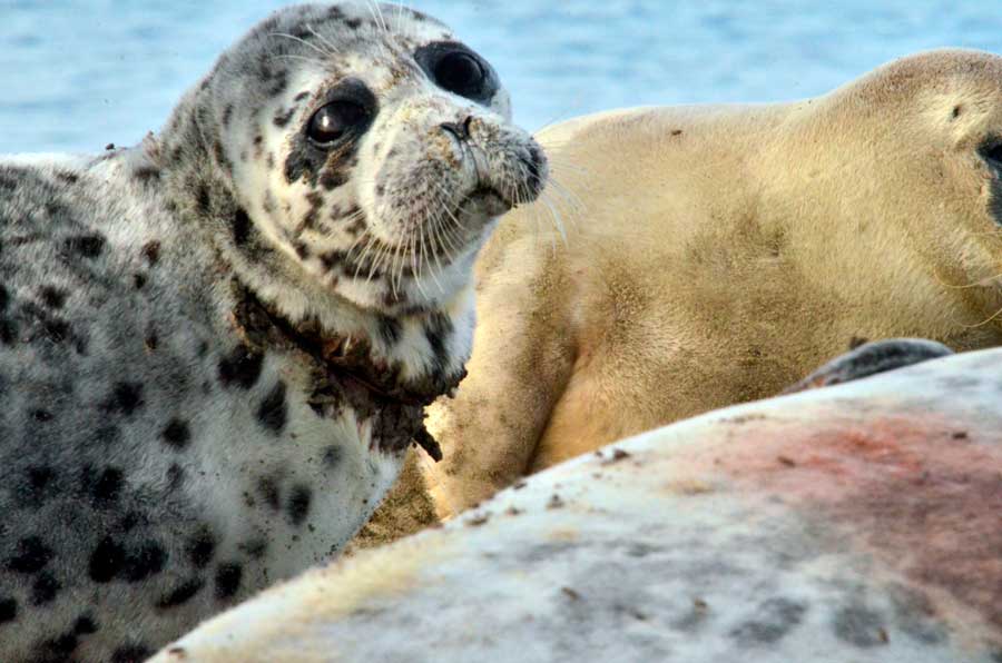 Фотография. Caspian seals injured by fishing gears. The Kendirli Bay, 2017. Photo by M. Baimukanov. 