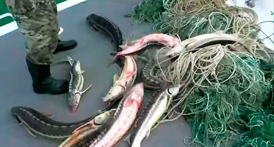 Sturgeons caught in poaching nets. The Caspian, September 2021.