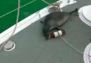Border guards rescued a Caspian seal