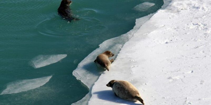 Caspian seals on the ice field of the Northern Caspian.