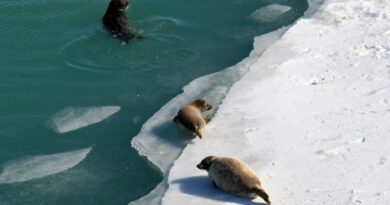 Приоритеты исследований — каспийский тюлень и воздух