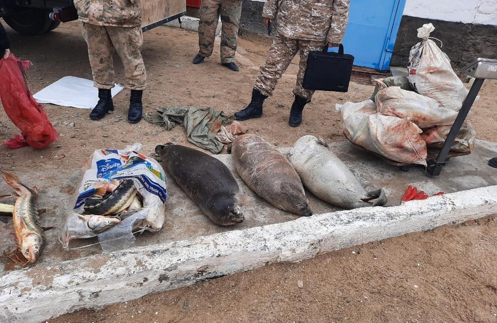 An illegal catch: Caspian seals and sturgeons. The photo by the Administration of Fish Inspection for the Mangystau Region, Kazakhstan.