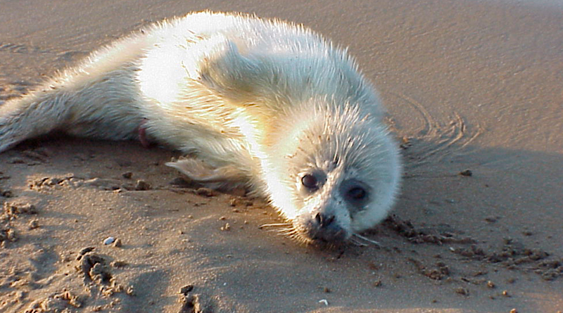In the photo by P.I. Yerokhin a Caspian seal pup on Ogurjaly Island, the Caspian Sea, Turkmenistan, 2002.