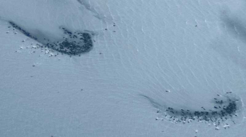 Каспийские тюлени на залёжках в северо-восточной части Каспия, март 2022 г.