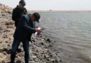 Десятки мёртвых тюленей в Казахстане