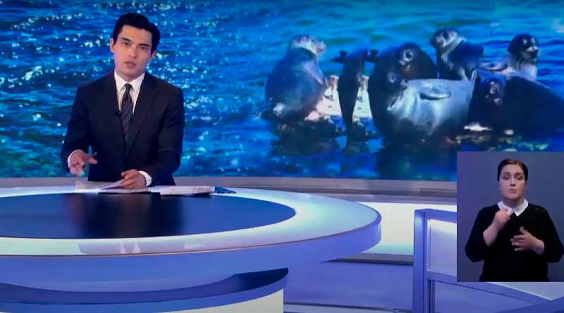 Массовая гибель тюленей в Дагестане