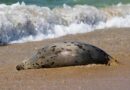 MEGNR RK Commented the Conclusion on Dead Seals