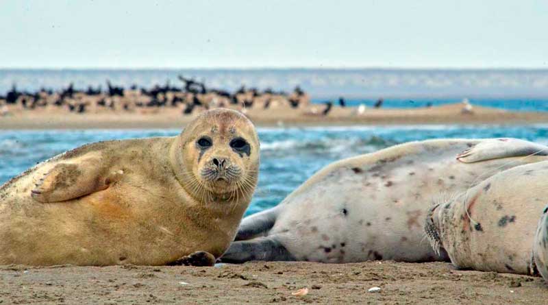 Caspian seals in the Kendirli Bay, the Kazakhstani part of the Caspian Sea, 2017. The photo by M.T. Baimukanov.