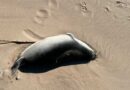 Dead Caspian Seals in Dagestan