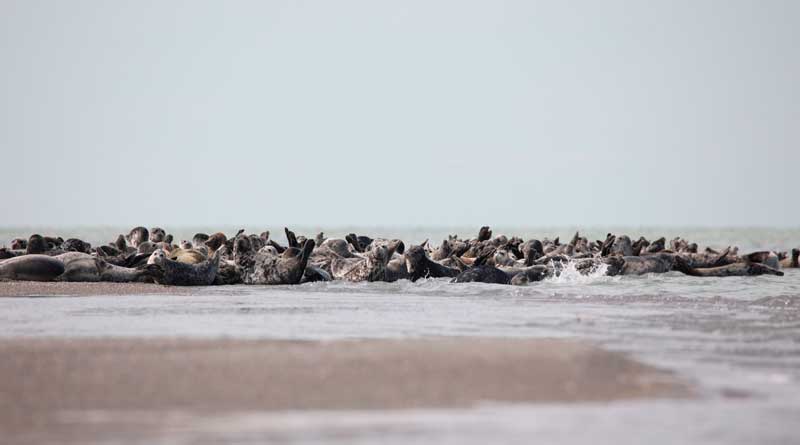 A haul-out of Caspian seals in the Kazakhstani part of the Northern Caspian. The photo by A.M. Baimukanova.