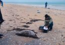 141 Dead Seals are on the Kazakhstani Coast