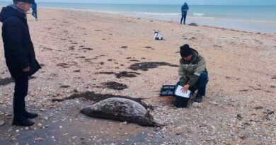 141 мертвый тюлень на казахстанском побережье