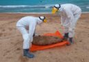 Мониторинг погибших тюленей в Азербайджане