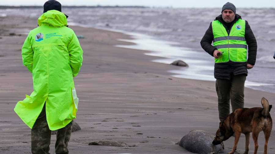 Мониторинг погибших тюленей на дагестанском побережье России, Каспийское море, 4 декабря 2022 года. Фотография Мусы Салгереева, ТАСС. 