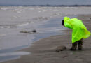 Более 50 мёртвых тюленей найдено в Дагестане