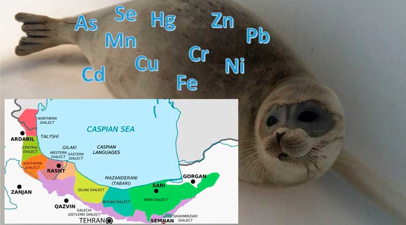Содержание микроэлементов и загрязняющих веществ в тканях каспийских тюленей (Pusa caspica) вдоль побережья Ирана