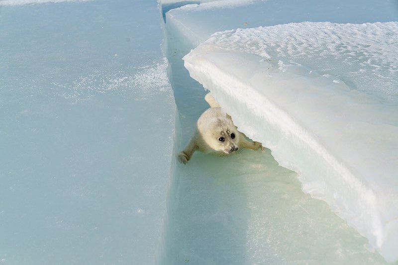 Седьмая международная экспедиция по изучению каспийского тюленя и экологической ситуации на Каспии, 2023 г. Фотография Жанарбека Аманкулова.